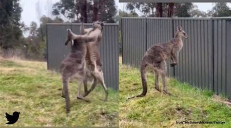 Two Large Kangaroos Engage In ‘boxing Match One Crashes Onto Fence