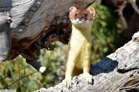 Stoat Ermine Short Tailed Weasel Facts Pictures