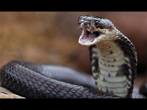 Serpiente Cobra En Accion Atacando YouTube