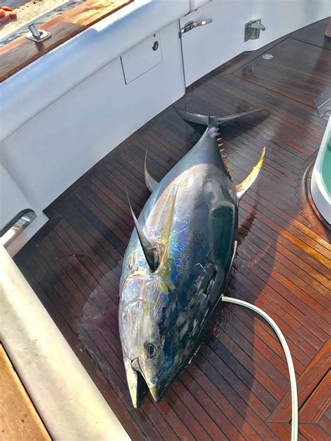 3 Super Cow Yellowfin Tuna Hooked In 24 Hours | BDOutdoors ...