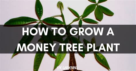 The money tree plant inspires visions of infinite wealth. Money Tree Plant (Pachira Aquatica) Care and Growing Tips ...
