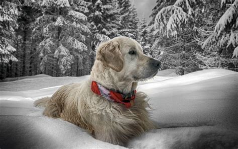 Winter Animal Wallpapers Top Free Winter Animal Backgrounds