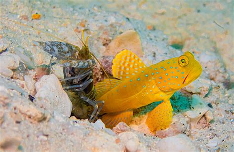 Yellow Watchman Goby And Pistol Shrimp Koh Tao