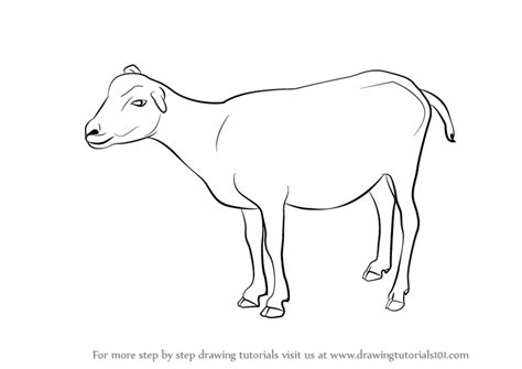 How To Draw A Goat All You Need Infos