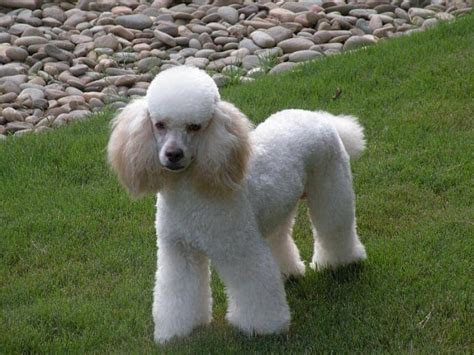 5 Types Of Poodles All Kinds Of Fluffy Sizes Shapes And Colors