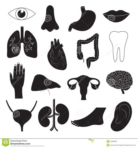 Iconos Del órgano Humano Fijados Ilustración Del Vector Ilustración