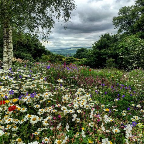 Wildflower Meadow At The Garden House Wild Flowers Natural Landmarks