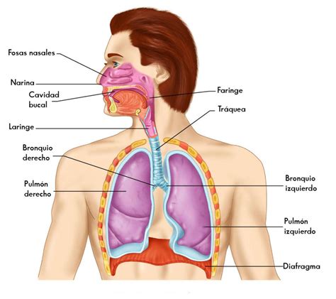 Sistemas Del Cuerpo Sistema Respiratorio
