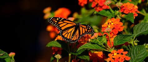 Download Wallpaper 2560x1080 Monarch Butterfly Butterfly