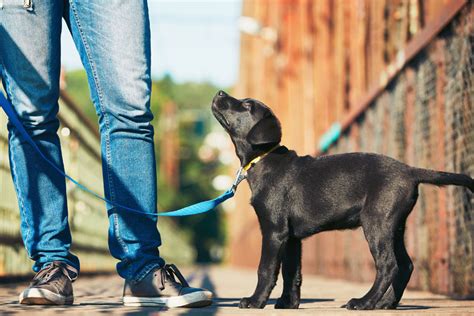 6 Must Read Tips For First Time Dog Owners