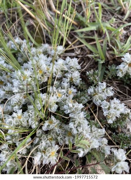 Silver Nailwort Paronychia Cephalotes Amongst Grass Stock Photo