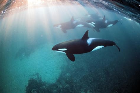 Freediving With Orca Whales Adventure Video And Photos