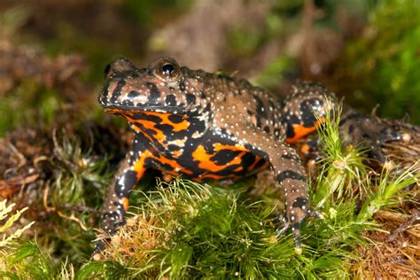 Impurests Guide To Animals 139 European Fire Bellied Toad