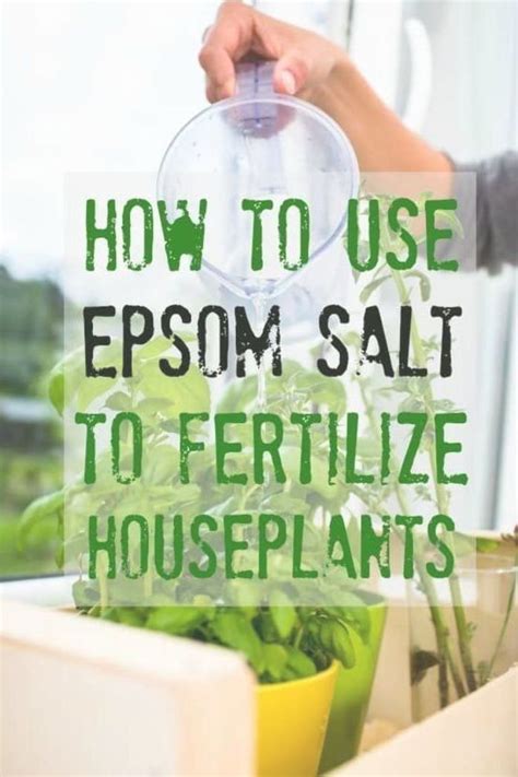 Expert Tips For Using Epsom Salt To Fertilize Houseplants How Much