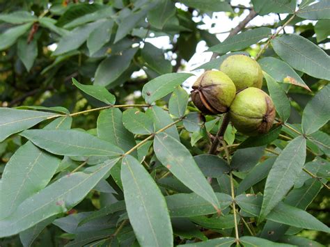 Hickory Nut Tree They Fall When Ripe Open And The Hard Shelled Nuts