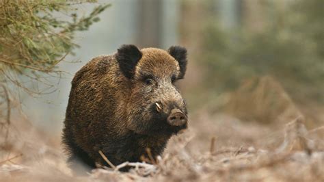 Wild Boar Reintroduction And Conservation Rewilding Britain