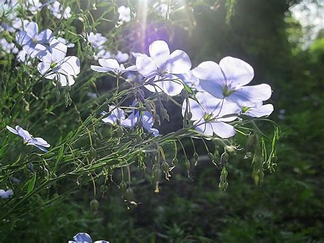 Wallpaper Flowers Garden Nature Branch Beams Honey Blossom