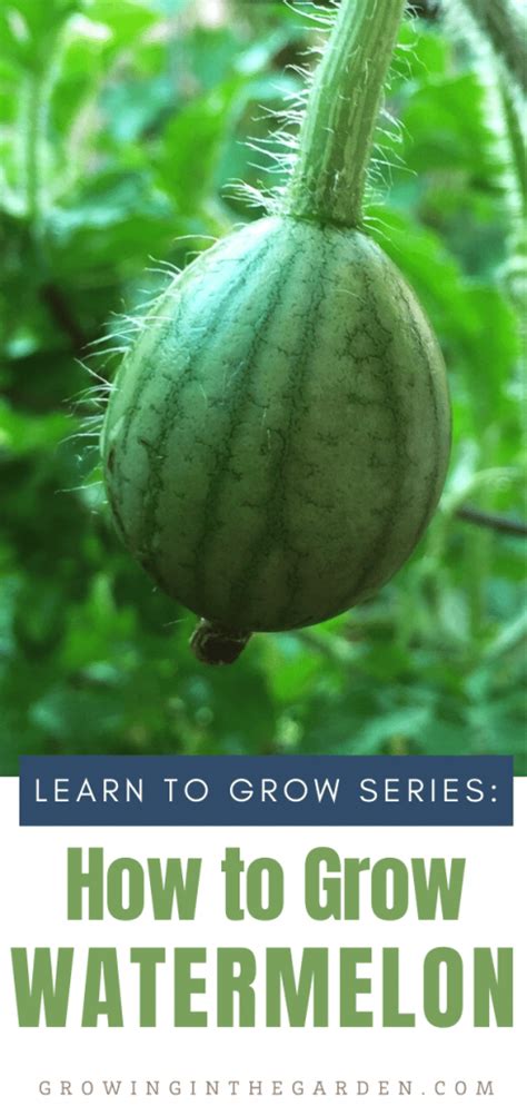 How To Grow Watermelon 7 Tips For Growing Watermelon Growing In The