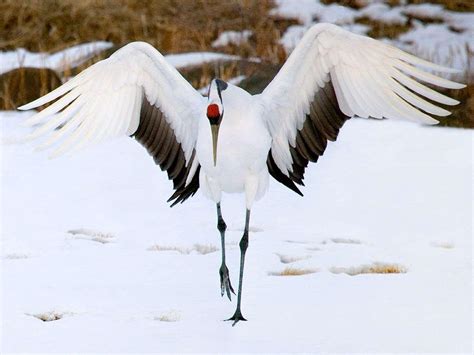 Red Crowned Crane Wallpapers Top Free Red Crowned Crane Backgrounds