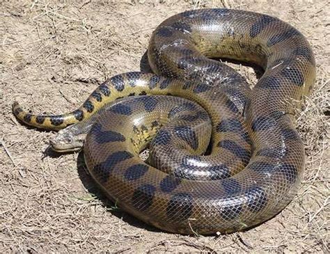 Green Anaconda Life Expectancy