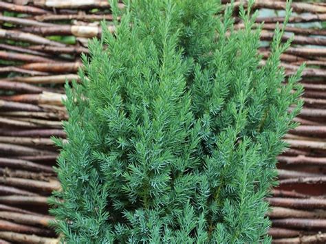 Juniperus Chinensis Pyramidalis Conifers Plants
