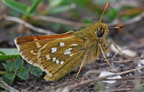 Silver-spotted Skipper, Fontmell Down | Dorset Butterflies