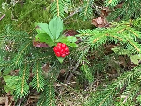 Cornus canadensis - Flower Seeds - Bunchberry Dogwood, Bunchberry ...