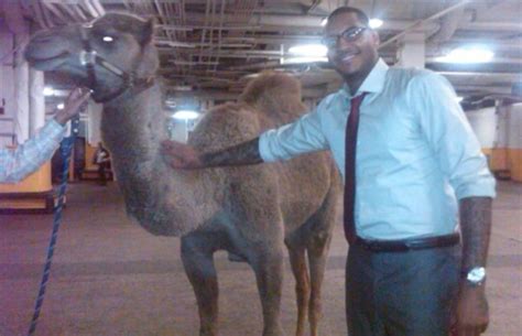If you plan to keep the camel for a pet, you will need a pasture with strong fences and a. Carmelo Anthony Just Bought a Pet Camel | Complex
