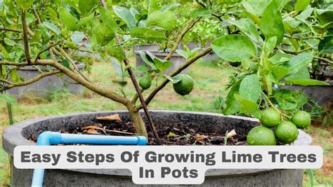 Easy Steps Of Growing Lime Trees In Pots In 2023