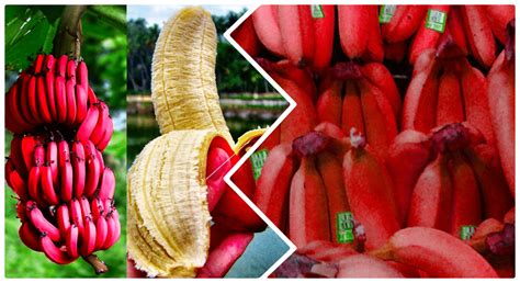 Red Bananas Health Benefits Nutrition And More