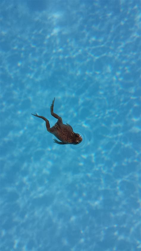 Free Images Nature Ocean Summer Underwater Swimming Pool Blue