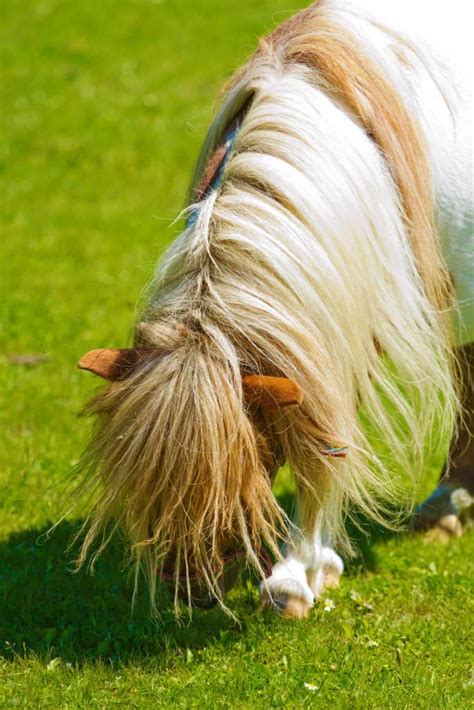 9 Things You Didnt Know About The Shetland Pony