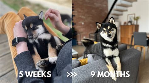 Shiba Inu Puppy Growing Up From 5 Weeks To 9 Months Youtube