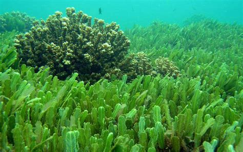 Three Types Of Marine Algae You Need To Know Aquarobotman Store