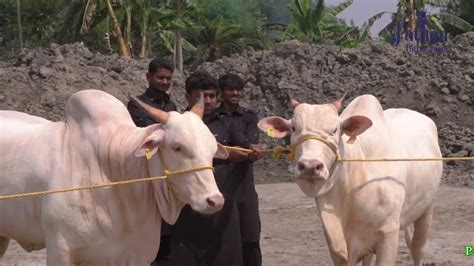Pathan Cattle Farm ️ Taiba Laiba ️ Beautiful Angry Biggest Hansa Gulabi