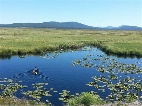 Upper klamath lake, oregon's largest freshwater body, is a minute away. Klamath marsh. Silver Lake Rd. Oregon | Klamath, Camping ...
