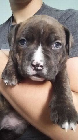 Male red nose pit bull puppy for sale. pitbull puppies razor edge 9 weeks for Sale in New Haven, Connecticut Classified ...