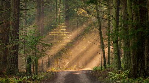 Hd Wallpaper Woodland Forest Forest Path Autumn Forest Sunlight