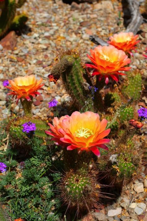 Saguaro National Park In Bloom Desert Flowers Plants Cacti And