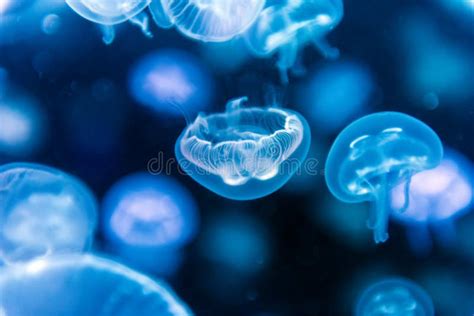 Jellyfish Moving Through Water Stock Photo Image Of Creature Jelly