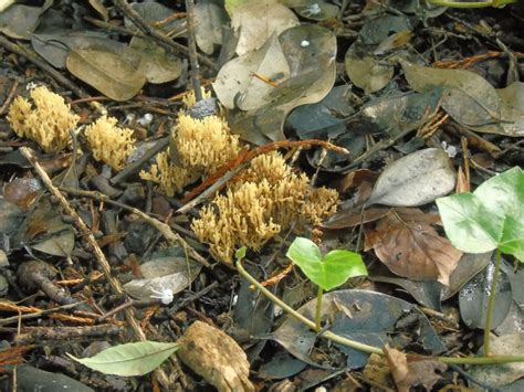 What Is This Coral Fungus Uk Identifying Mushrooms Wild
