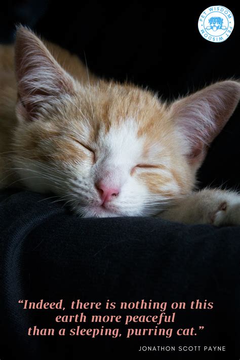 Funny Cat Captions, Funny Cats, Crazy Cat Lady, Crazy Cats, Cat Mom