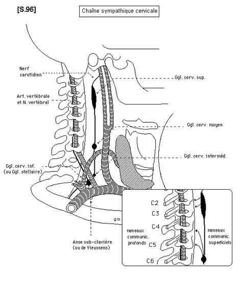 SchÃma aires ganglionnaires cervicales