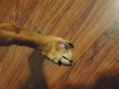 Cysts On The Paws Tuftsyourdog