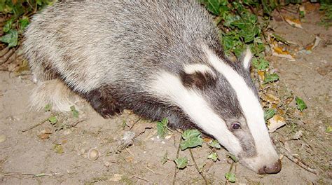Badger Culling To Begin In Northern Ireland Research Project Bva
