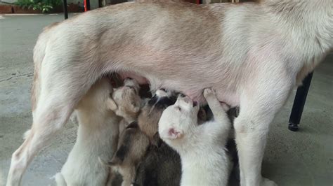 Puppies 9 Breast Feeding Youtube