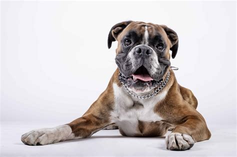 25 Facts About A Boxer Dog Picture Bleumoonproductions