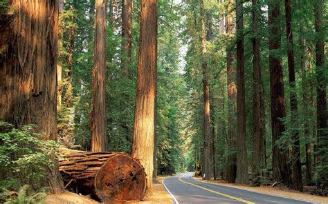 Sequoia National Park Wallpapers Wallpaper Cave