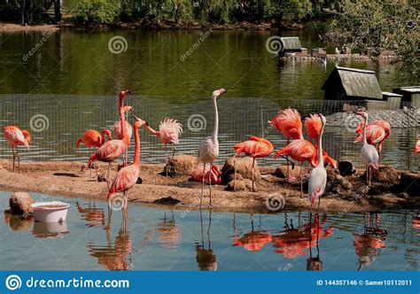 Wild Beautiful Pink Flamingos On The Lake Stock Photo Image Of
