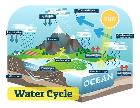 7 Steps Of The Water Cycle Printable Templates Protal